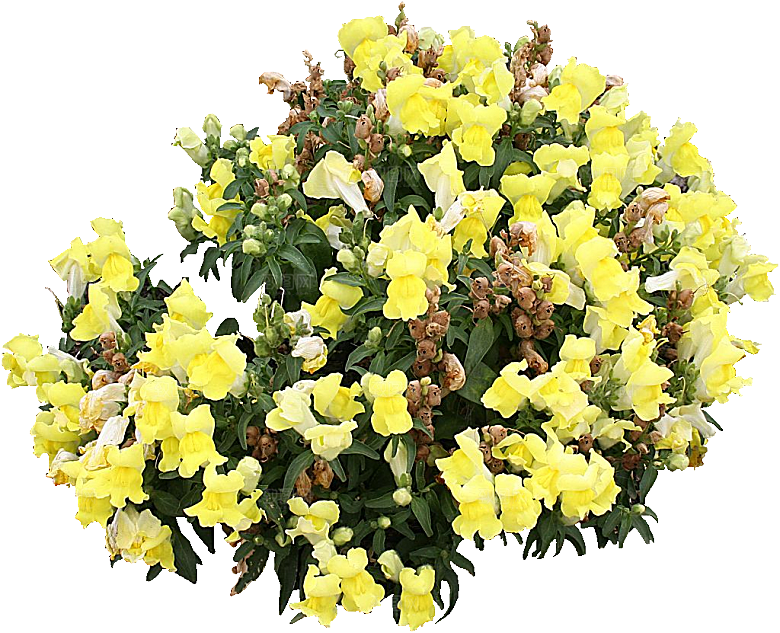 金鱼草植物png素材