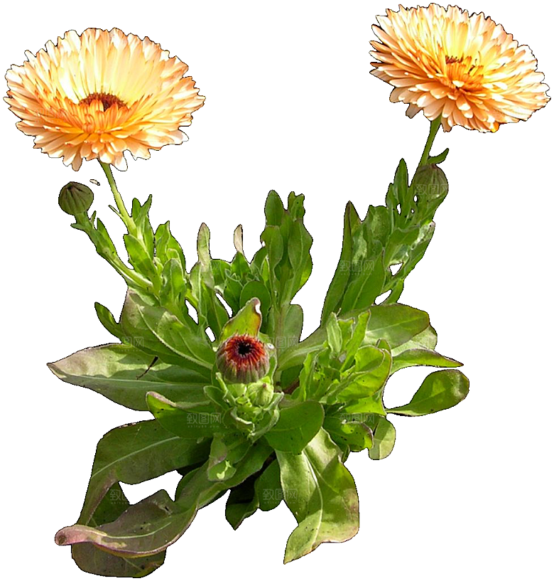 金盏菊鲜花植物素材png
