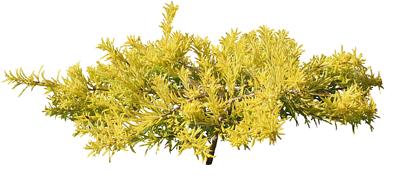 金钟连翘植物素材