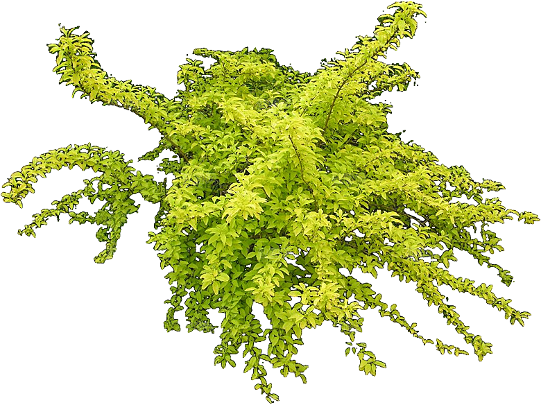 金钟连翘植物素材