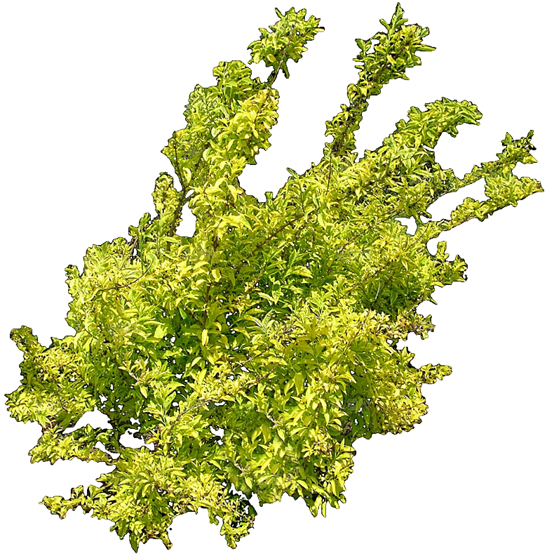 金钟连翘植物素材