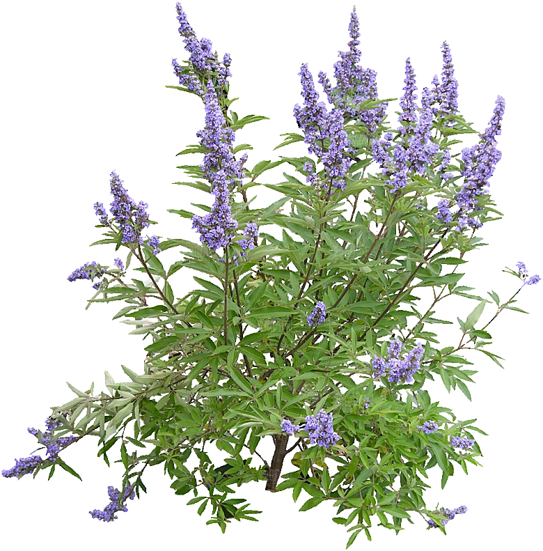 荆条鲜花花卉png素材