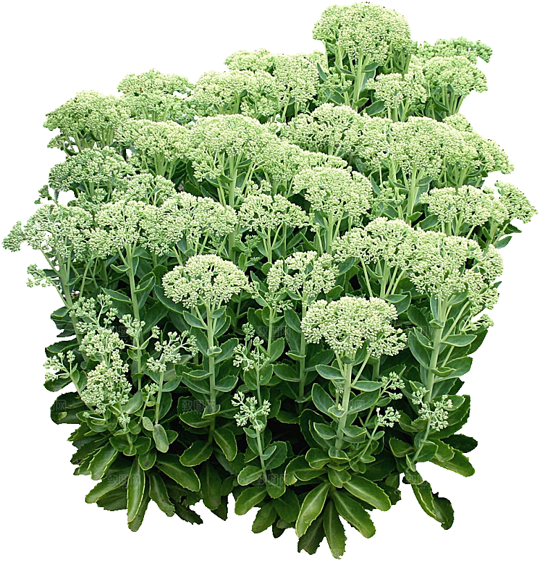 景天八宝花卉png素材