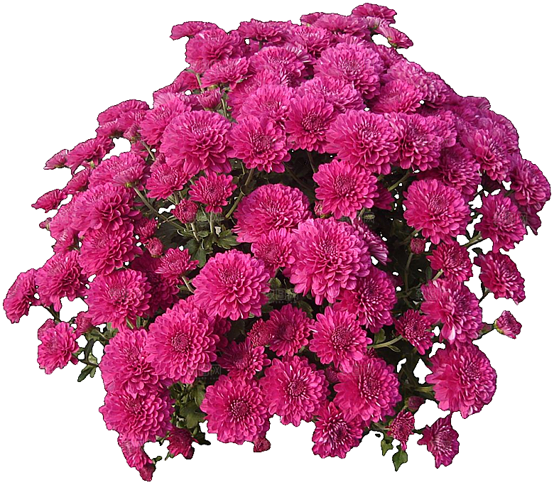 菊花花卉png素材