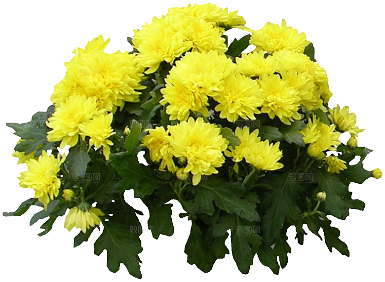 菊花花卉png素材