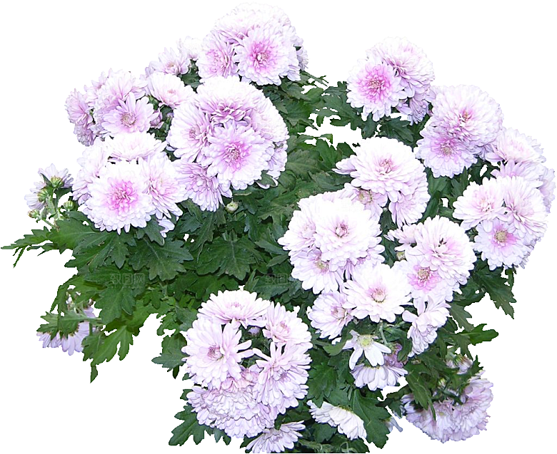 菊花花卉png素材