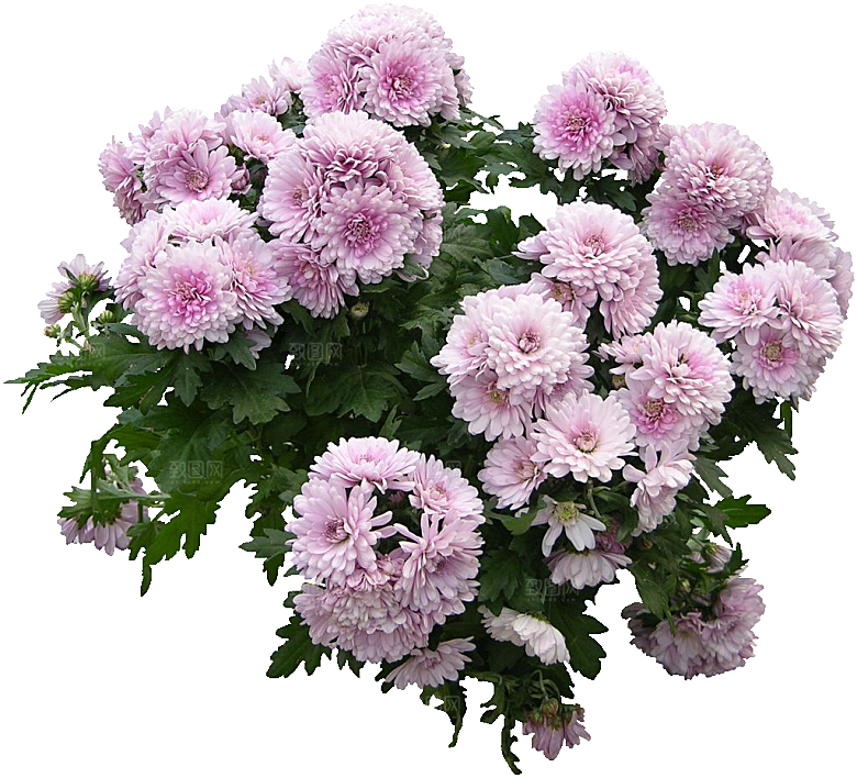菊花花卉png素材