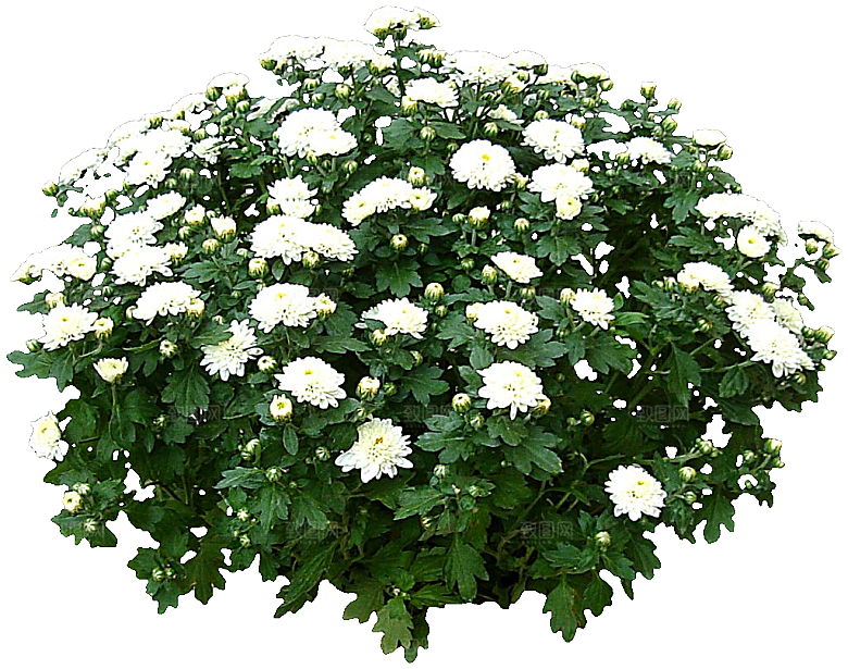 菊花花卉png素材