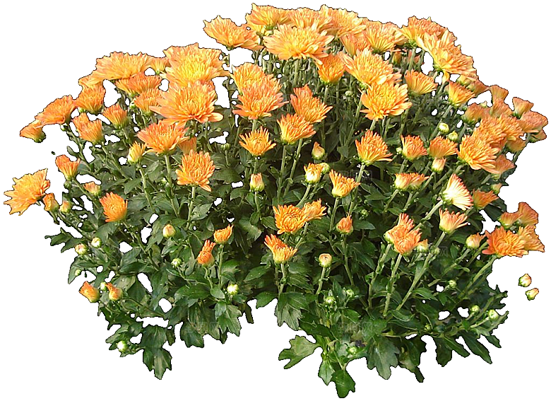 菊花花卉png素材