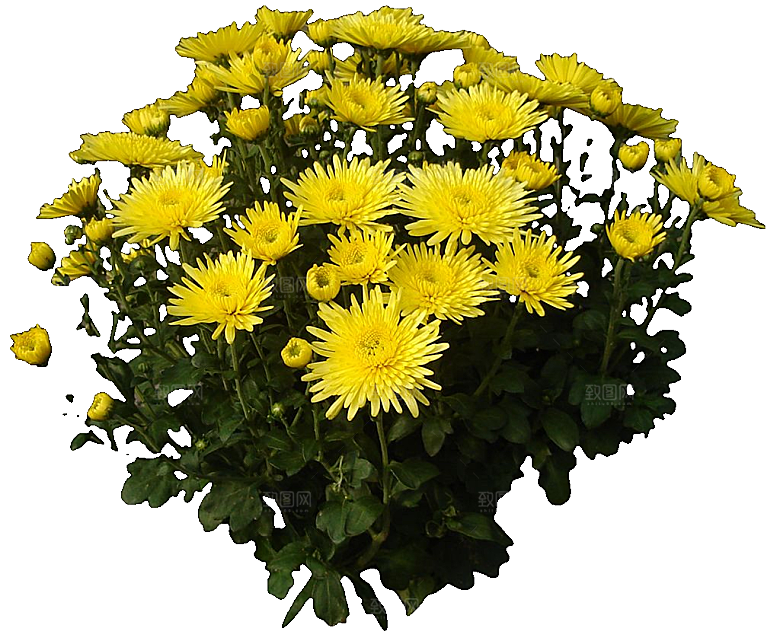 菊花花卉png素材