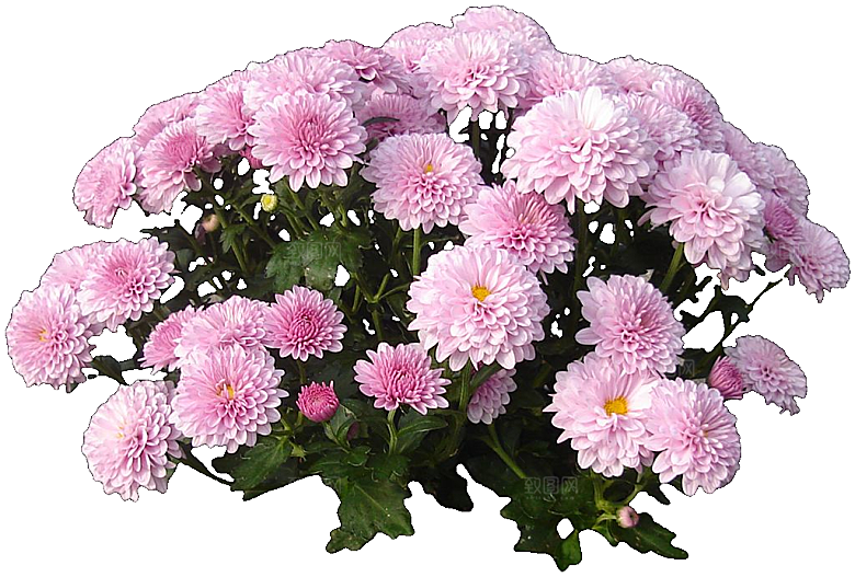 菊花花卉png素材