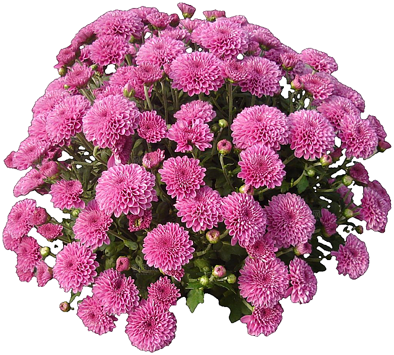 菊花花卉png素材
