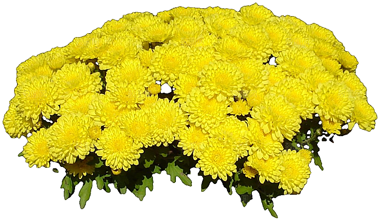 鲜花菊花png素材