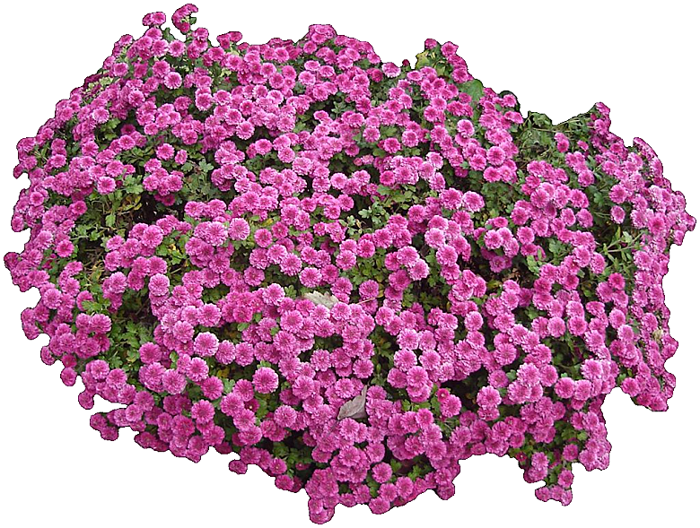 鲜花菊花png素材