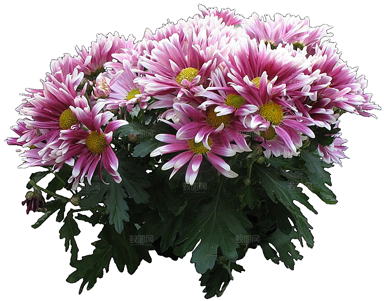 鲜花菊花png素材