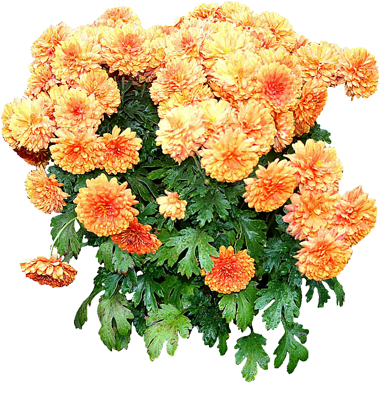 鲜花菊花png素材