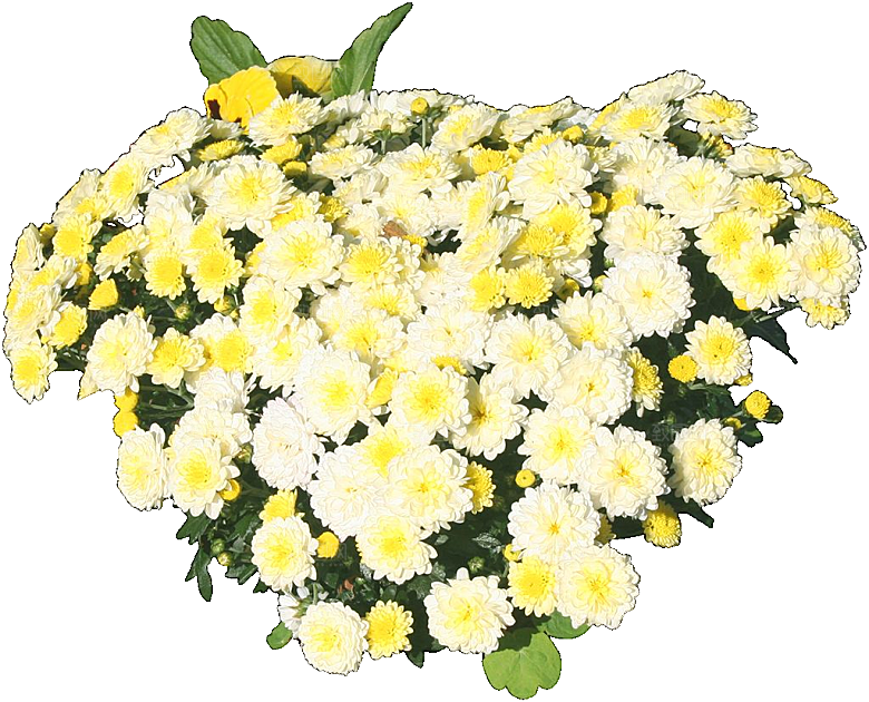 鲜花菊花png素材