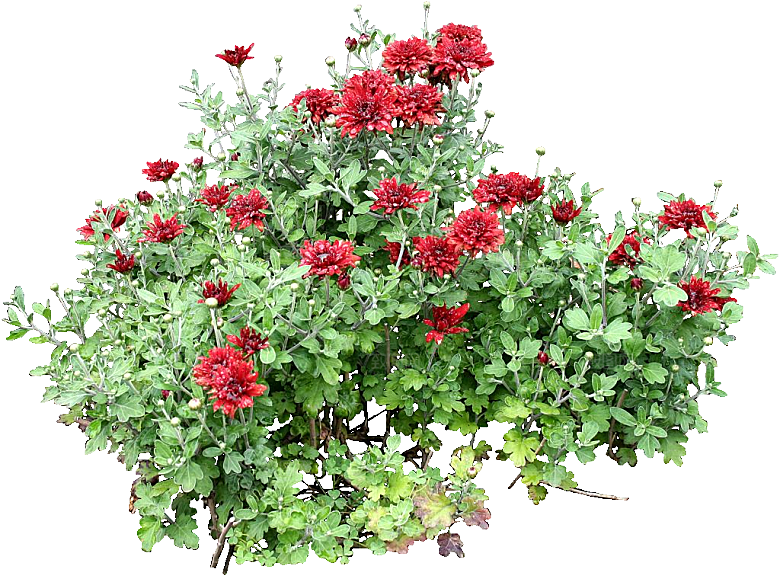 鲜花菊花png素材