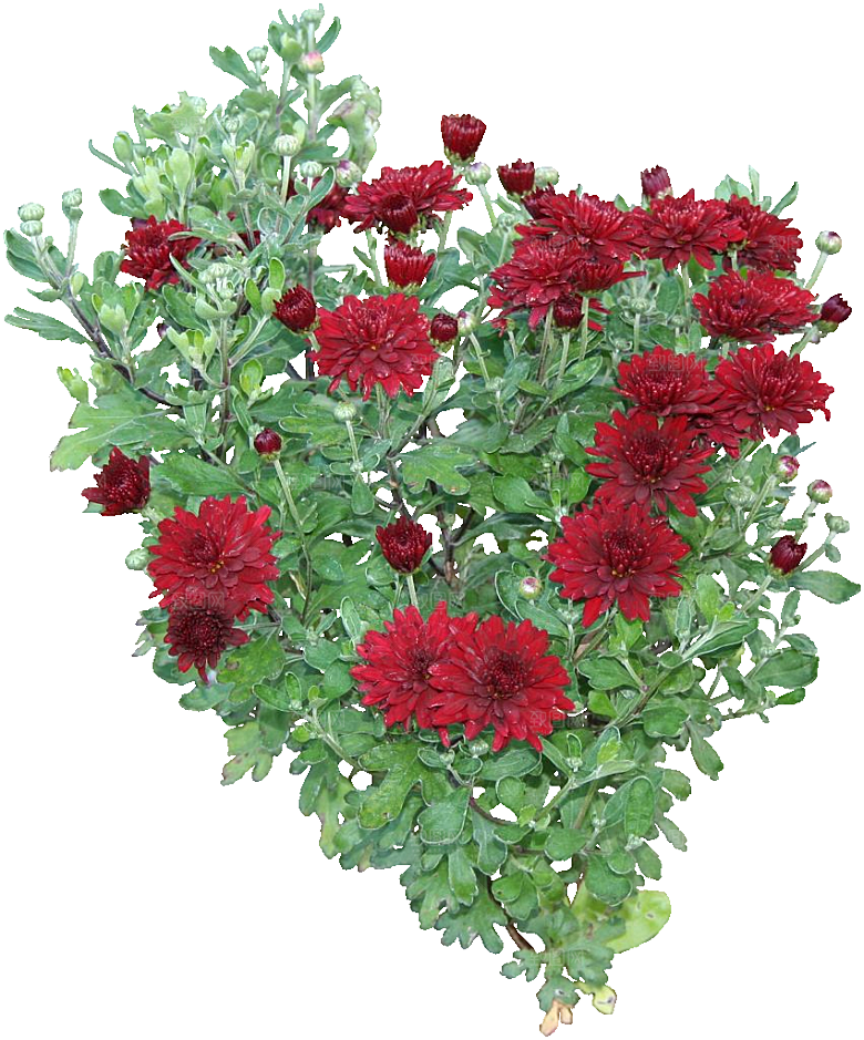 鲜花菊花png素材