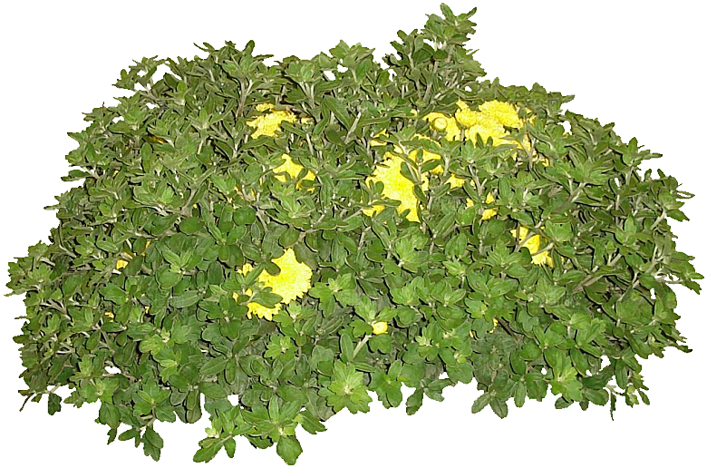 鲜花菊花png素材