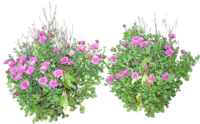 鲜花菊花png素材
