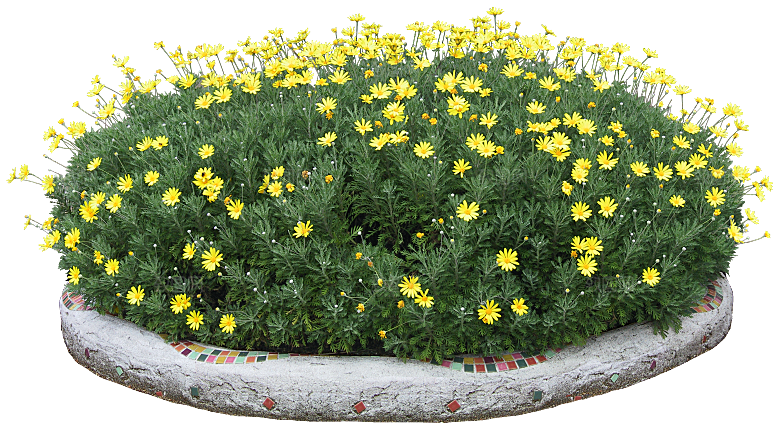 鲜花菊花png素材