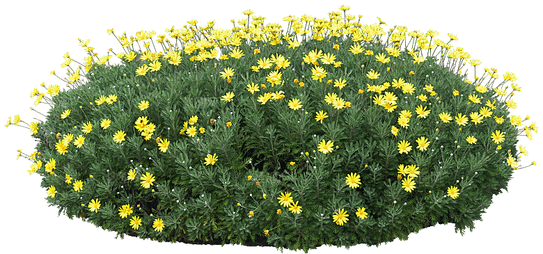 鲜花菊花png素材