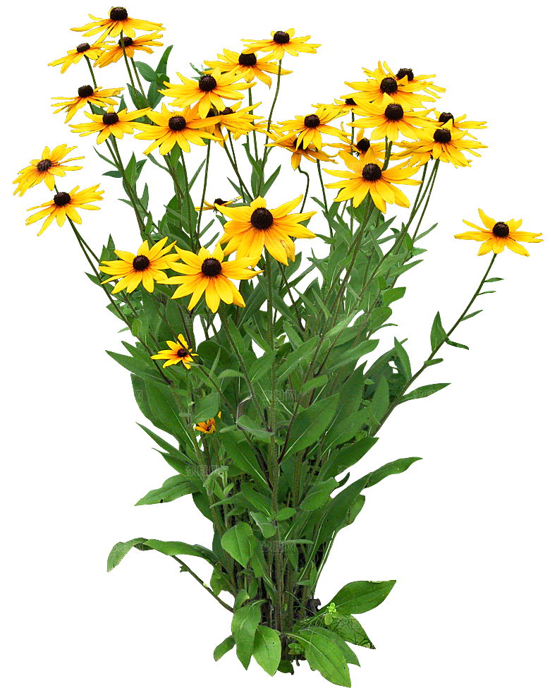 鲜花菊花png素材