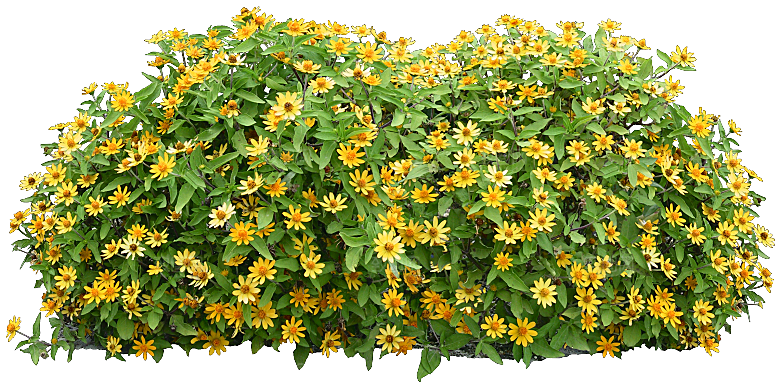 鲜花菊花png素材