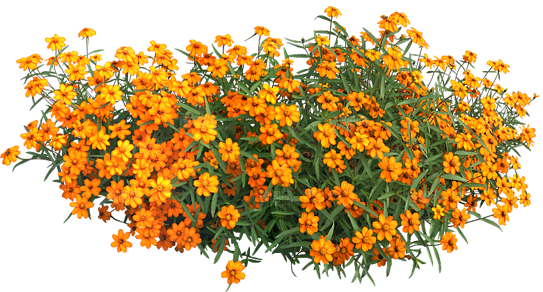 鲜花菊花png素材