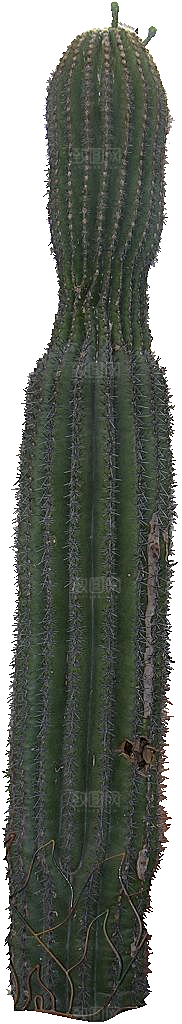 巨人柱仙人掌png素材