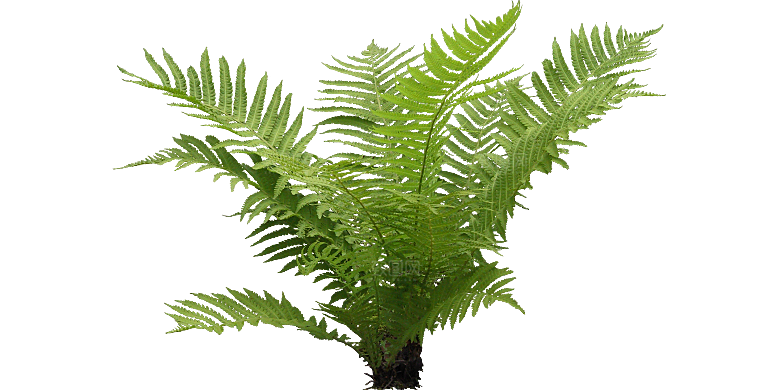 蕨植物png素材元素