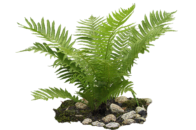 蕨植物png素材元素