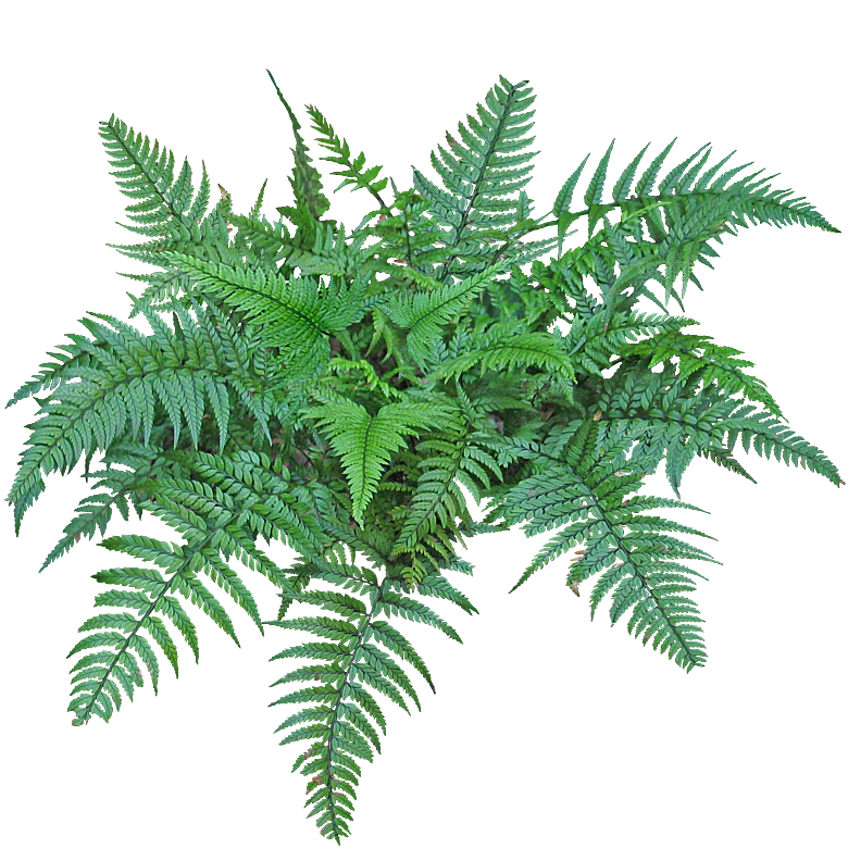 蕨植物png素材元素