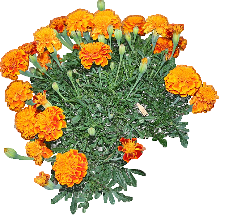 黄色孔雀草红色鲜花