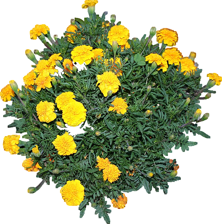 黄色孔雀草红色鲜花