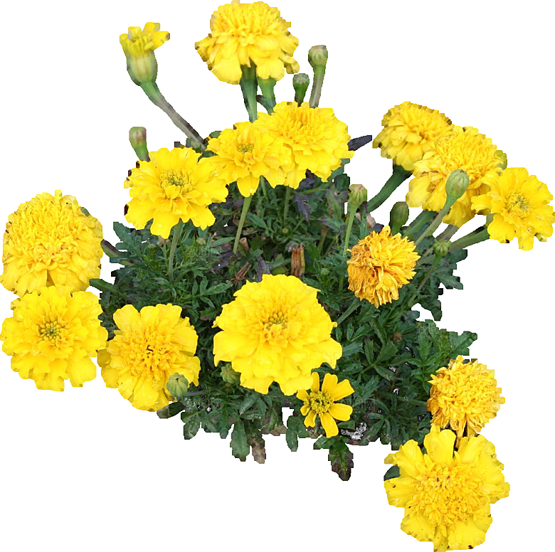 黄色孔雀草红色鲜花