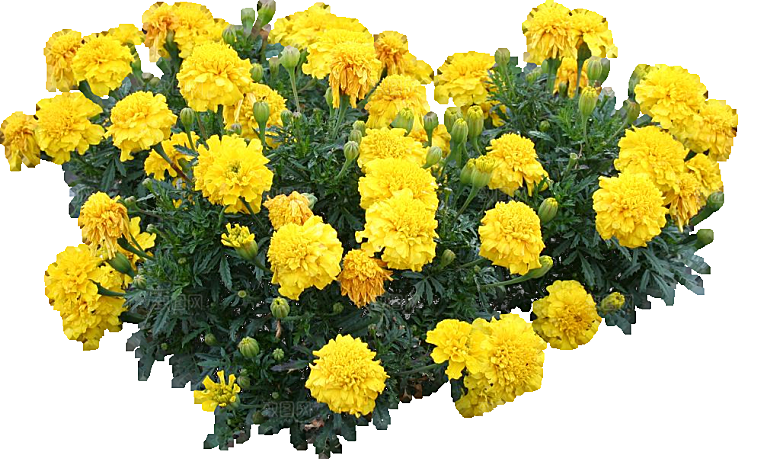 黄色孔雀草红色鲜花