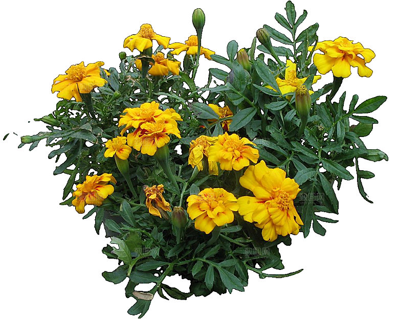 黄色孔雀草红色鲜花