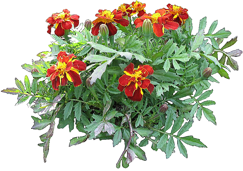 黄色孔雀草红色鲜花
