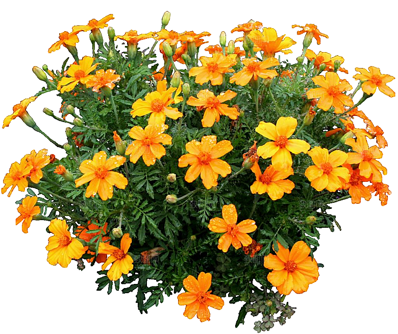 黄色孔雀草红色鲜花