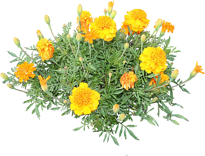 黄色孔雀草红色鲜花
