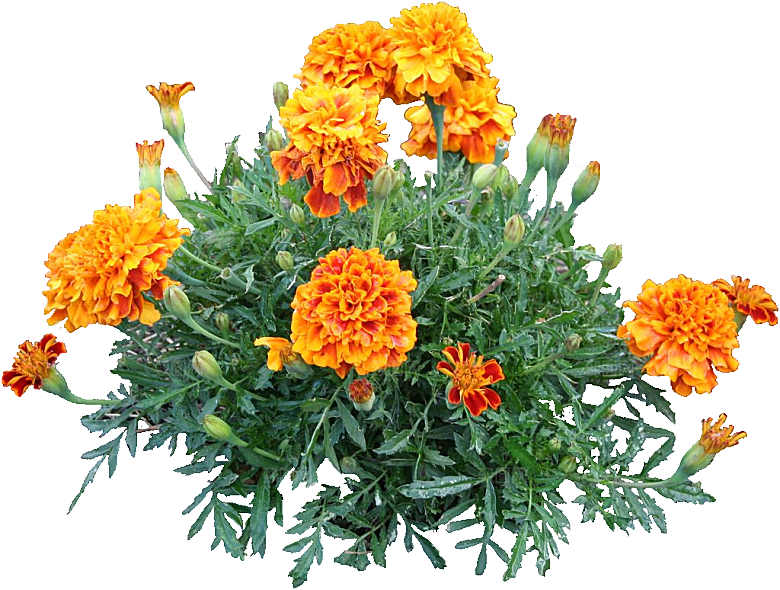 黄色孔雀草红色鲜花