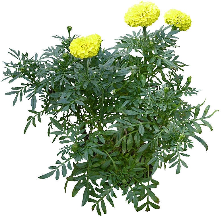 黄色孔雀草红色鲜花