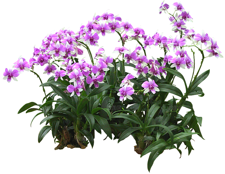 紫色兰花花卉png素材