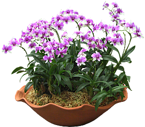 紫色兰花花卉png素材
