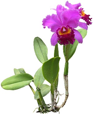 紫色兰花花卉png素材
