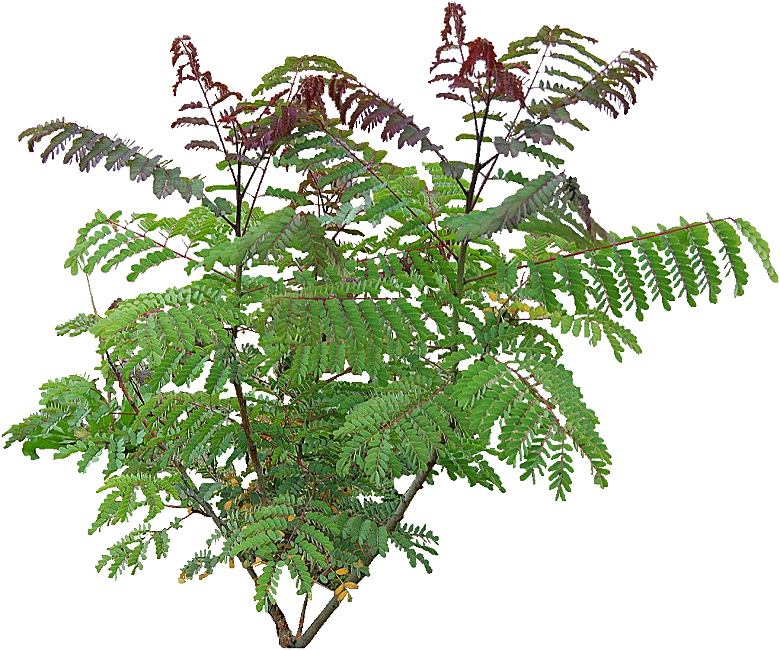 蓝花楹鲜花植物素材