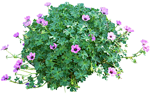 紫色老鹳草png素材