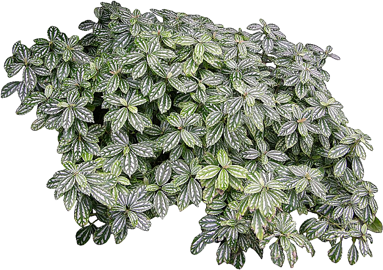冷水花植物素材元素